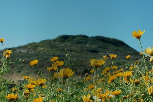 Yellow wildflowers blooming in foreground with green hill under blue sky in background.