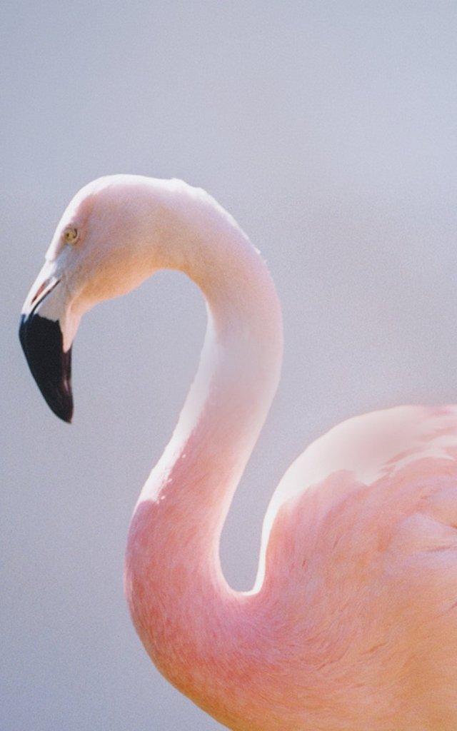 Pink flamingo with curved neck and black-tipped beak in profile view.
