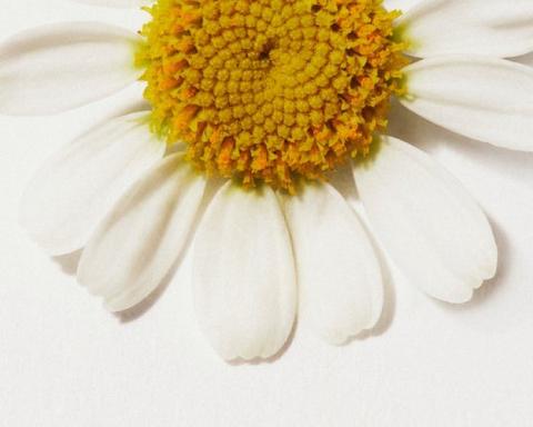 幸運を見つけて